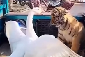 Опасный хищник напугал тигрёнка