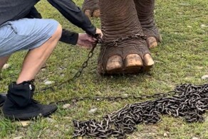 Слон, впервые за 41 год гуляющий без цепей, покорил сердца пользователей Интернета