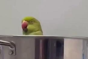 Концовка «Терминатора 2». Птичья версия