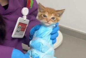 Котёнок перед важной процедурой