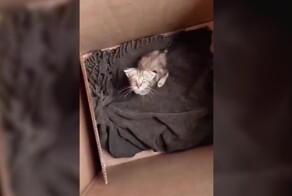Дагестанский котёнок нашел семью в Петербурге