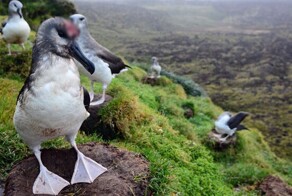 Как учёные планируют защитить птиц острова Марион от инвазивных грызунов