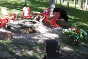 Мужчина отогнал медведя, подкравшегося к племяннику