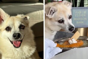 Хозяйка приготовила любимцу изысканный ужин из 9 блюд