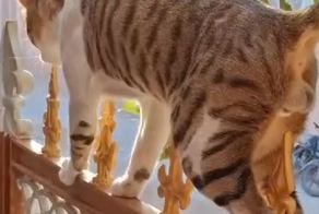 Кот, который смеётся в лицо опасности