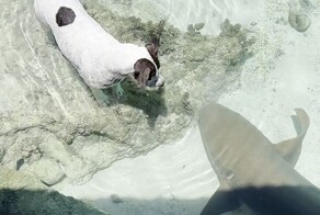 Невероятная дружба: собака и акула-нянька покоряют Интернет