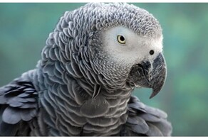 Общительный верующий попугай