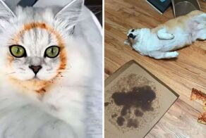 15 кошек и собак, которые решили прибрать к лапам чужую еду, но были пойманы с поличным