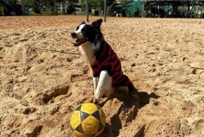 В Бразилии собака стала звездой футволея