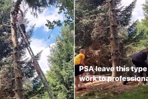 Неудачно спилил дерево