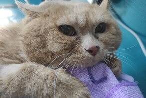 Кот Крошик весом 17 кг пытался совершить побег, но застрял в обувной полке