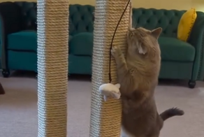 Кошачья когтеточка, способная удивить