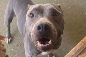 Как микрочип помог вернуть потеряшку домой