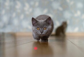 22 котика, которые решили поймать и обезвредить луч лазерной указки