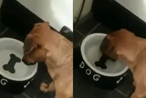 Пёс пытается добраться до нарисованной косточки