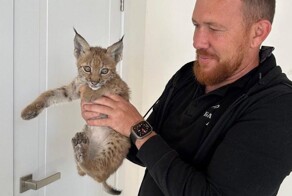 Маленькая дикая кошечка