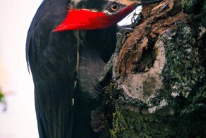 На общую тему&nbsp;