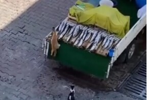 Идеальное преступление