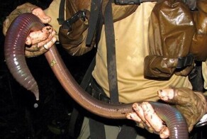 Удивительные размеры: 35 фотографий невероятно крупных животных