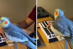 Попугай-битбоксер