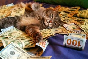 Житель Смоленска купил лотерею после сна с гадившим котом и разбогател, выиграв 140 миллионов