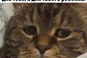Скрины из соцсетей            
