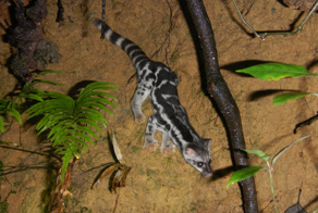 Линзанги: "кошки", которые остановились в развитии