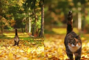 Кот в осеннем лесу