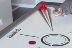 Котики оценили стол для аэрохоккея