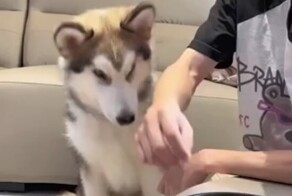 Пёс, который никогда не останется голодным