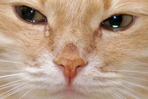 В Госдуме напомнили о необходимости серьезно наказывать живодёров