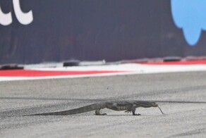 В Сингапуре варан решил посоревноваться с гонщиками «Формулы-1»