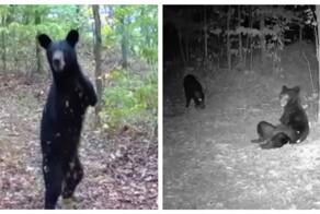 В горах Западной Вирджинии живёт медведь без передних лап⁠⁠