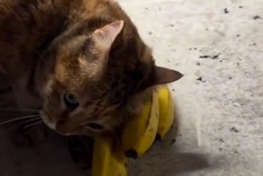Кошка не хочет отдавать бананы