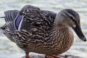 На общую тему&nbsp;