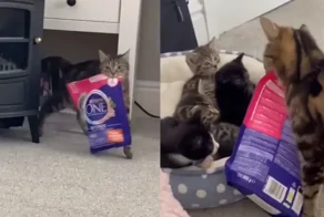 Теперь вы будете есть это: кошка принесла котятам сухой корм
