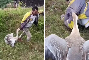 Важное напоминание о том, насколько человеческая плоть бессильна перед гусем