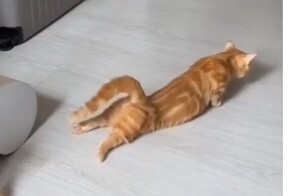 У кота села батарейка