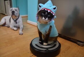 25 котиков, которые научились путешествовать с комфортом и совмещать приятное с полезным