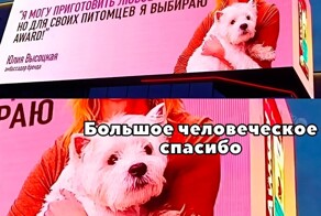 Улыбатор