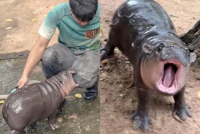 Карликовый бегемот принес своему зоопарку уже более 33 миллионов рублей за три недели