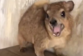 Скалистый даман недоволен