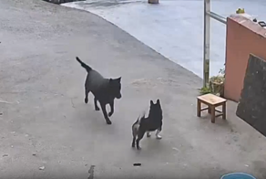 Кошка вмешалась в собачьи разборки