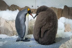 Крупный пингвинёнок прославился в сети