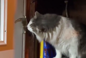 Кот не хочет ловить мышь