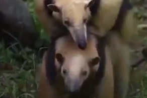 Муравьед несёт на спине самку и детёныша