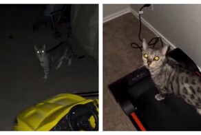 Кошка освоила беговую дорожку хозяйки