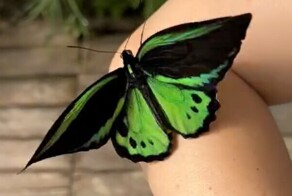 Женщина занимается разведением редких видов бабочек