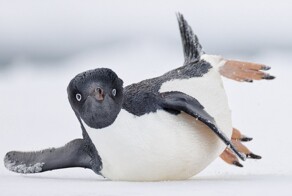 Победители фотоконкурса Bird Photographer Of The Year 2024