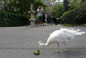 Собор Иоанна Богослова и его крылатые прекрасные обитатели